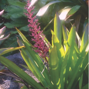Wholesale Bromeliads Androlepis