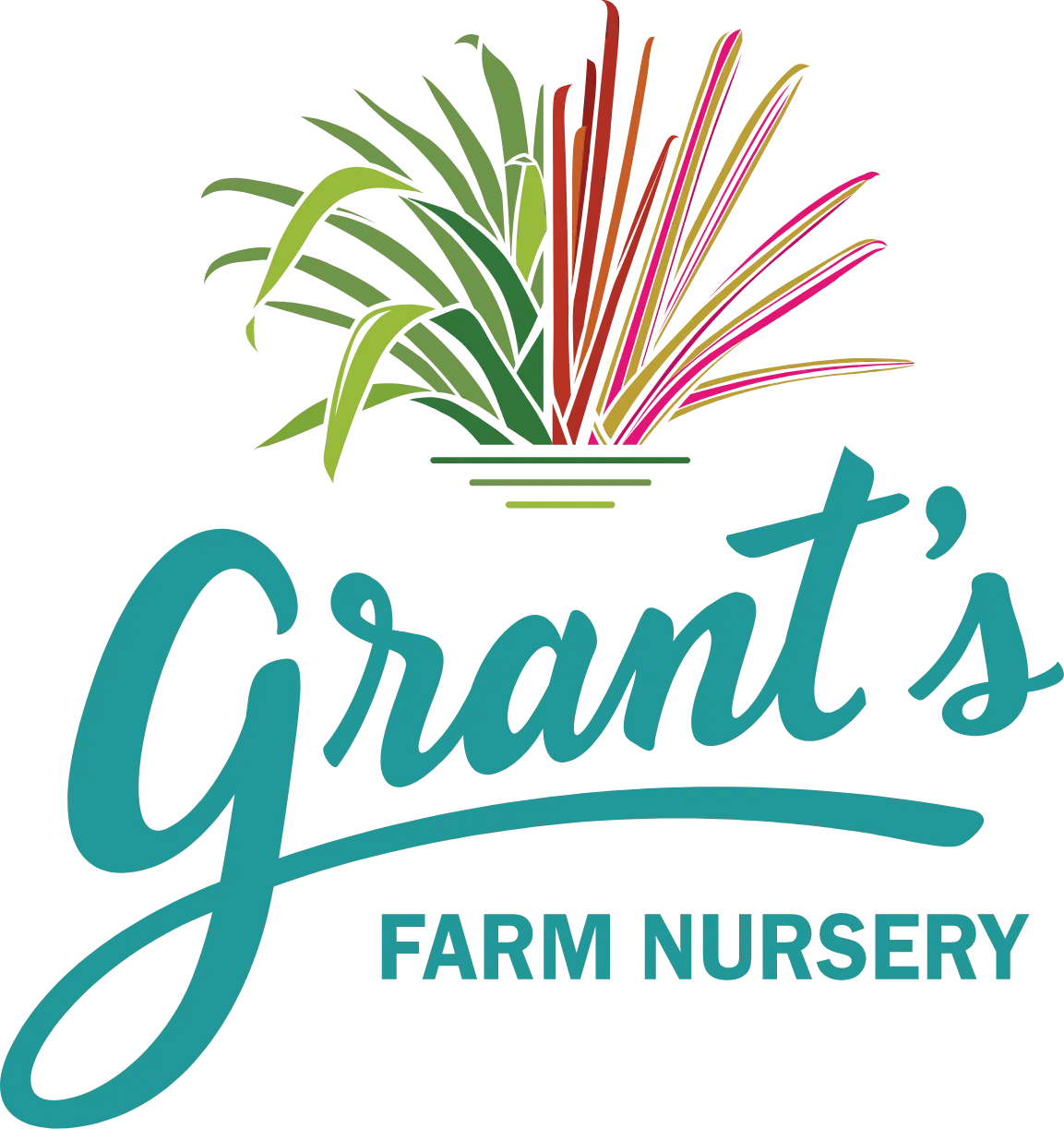 Wholesale Nursery - Bromeliads | Grant's Farm Nursery