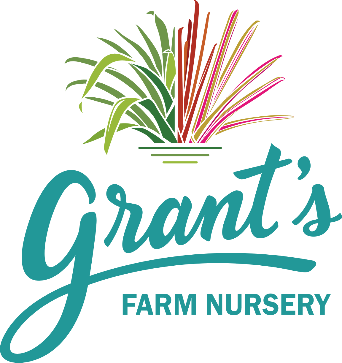 Wholesale Nursery - Bromeliads | Grant's Farm Nursery
