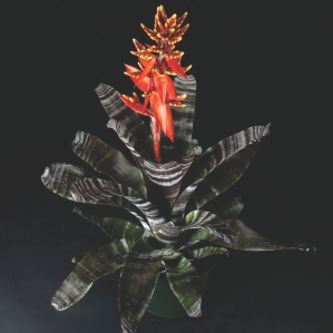 Wholesale Bromeliad Florida