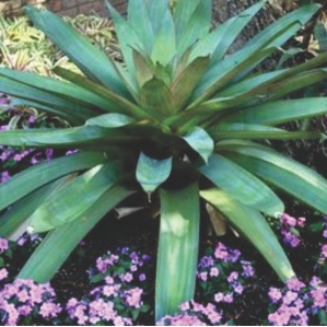 Wholesale Bromeliads Alcantarea