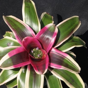 Wholesale Bromeliads Neoregelia