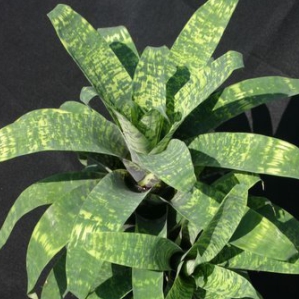 Wholesale Bromeliads Vriesea