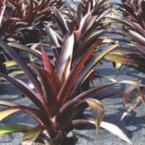 Wholesale Bromeliads Werauhia